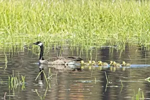 Goslings Prints: A Canadian Goose swims in a pond with the little goslings trailing behind at Turnbull Wildlife Refuge in Cheney
