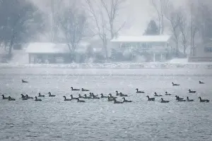 Geese Prints: Canadian swim on the waters of English Lake near Manitowoc, Wisconsin during a snow storm