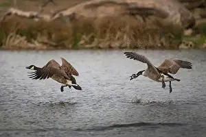 Canadian Goose Prints: Cananad geese fighting to be top male