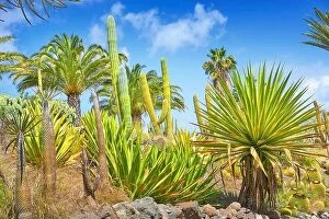 Images Dated 17th March 2017: Canarian landscape, Gran Canaria, Canary Islands, Spain