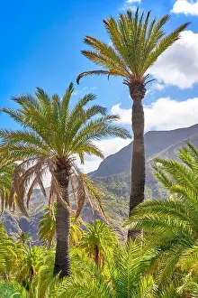 Canarian landscape with palm tree, Gran Canaria, Spain