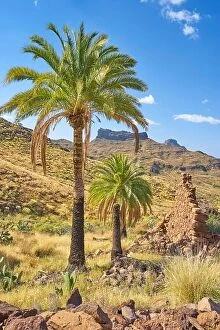 Images Dated 17th March 2017: Canarian landscape with palm tree, Gran Canaria, Spain
