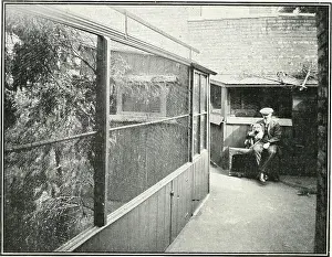 Bookdecade1920 Prints: Canaries, hybrids, and British birds in cage and aviary