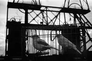 Canaries Prints: Canaries waiting to underground at Granville Colliery Telford Shropshire England Uk PICTURE BY DAVID BAGNALL Coal miner