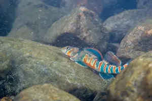 Colorful Fish Prints: Candy darter displaying on a riverbed