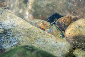 Colorful Fish Prints: Candy darter on a riverbed