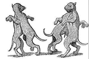 Ability Prints: Canis uniceps & bicorpor alius, Aldrovandi, 1642, 17th century, renaissance, Europe