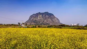 Canola Prints: Canola field at Jeju-do Sanbangsan, Jeju, South Korea