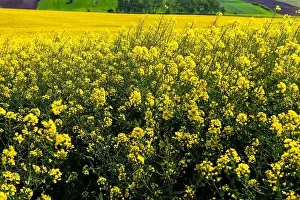 Canola Prints: Canola Fields. Blooming canola fields under a blue sky with clouds