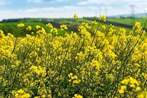 Canola Prints: Canola Fields. Blooming canola fields under a blue sky with clouds