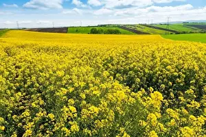 Canola Prints: Canola Fields. Blooming canola fields under a blue sky with clouds