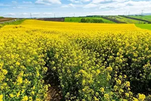 Canola Prints: Canola Fields. Blooming canola fields under a blue sky with clouds
