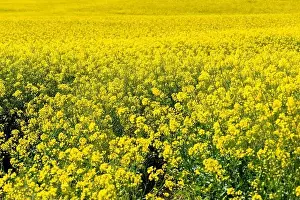 Canola Prints: Canola Fields. Blooming canola fields under a blue sky with clouds