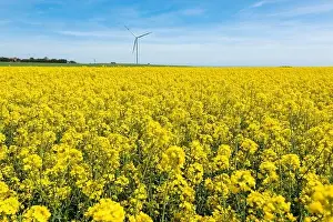 Canola Prints: Canola Fields. Blooming canola fields under a blue sky with clouds