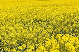 Canola Prints: Canola Fields. Blooming canola fields under a blue sky with clouds