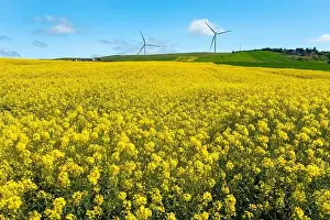 Canola Prints: Canola Fields. Blooming canola fields under a blue sky with clouds