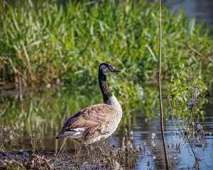 Ducklings Prints: A Canon goose is standing in a pond with green grass