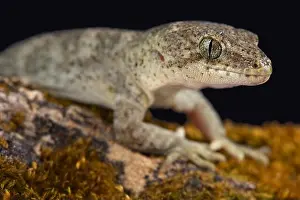 Canterbury Prints: Canterbury gecko (Woodworthia brunneus) small form female