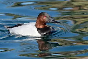 Tucson Prints: Canvasback (Aythya valisineria)