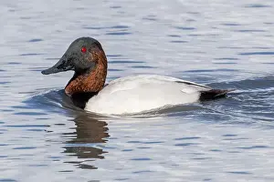 Santa Clara County Prints: Canvasback Duck Breeding Male. Palo Alto Baylands, Santa Clara County, California, USA