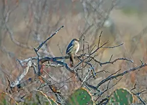 Ethology Prints: A Canyon Towhee in Desert Brush in the Organ Mountain Wilderness Area in New Mexico