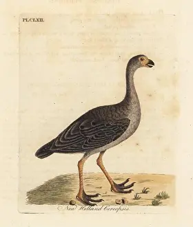 Copperplate Prints: Cape Barren goose, Cereopsis novae hollandiae (New Holland cereopsis)