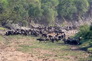Riverbed Prints: Cape buffalo, black buffalo, African buffalo (Syncerus caffer)