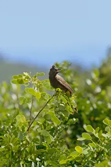 Southern Africa Prints: Cape Bulbul or Kaapse Tiptol, South Africa