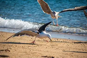 Cape Cod Prints: Cape Cod National Seashore features Herring Cove and full access to the Atlantic Ocean near Provincetown
