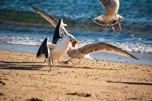 Cape Cod Prints: Cape Cod National Seashore features Herring Cove and full access to the Atlantic Ocean near Provincetown