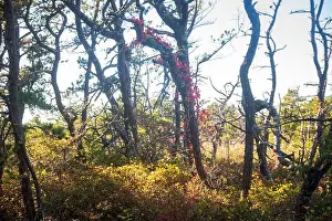 Cape Cod Prints: Cape Cod National Seashore features Herring Cove and full access to the Atlantic Ocean near Provincetown