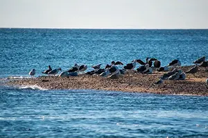 Cape Cod Prints: Cape Cod National Seashore features Herring Cove and full access to the Atlantic Ocean near Provincetown