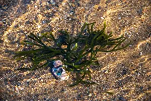 Cape Cod Prints: Cape Cod National Seashore features Herring Cove and full access to the Atlantic Ocean near Provincetown