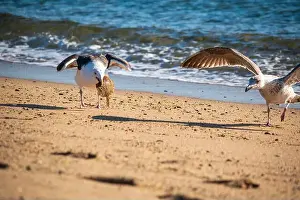 Cape Cod Prints: Cape Cod National Seashore features Herring Cove and full access to the Atlantic Ocean near Provincetown