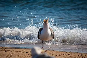Cape Cod Prints: Cape Cod National Seashore features Herring Cove and full access to the Atlantic Ocean near Provincetown
