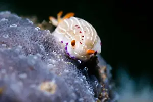 Molluscs Prints: Cape dorid (Hypselodoris capensis) eating a sponge on the reef