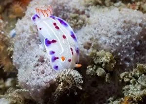 Cold Water Prints: Cape dorid (Hypselodoris capensis) nudibranch underwater