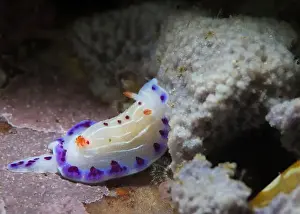 Margin Prints: Cape dorid (Hypselodoris capensis) nudibranch underwater