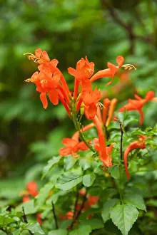 Pistil Prints: the Cape honeysuckle scrambling shrub