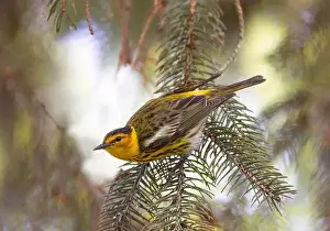 Warbler Prints: Cape may warbler perched on branch in spring in Ottawa, Canada