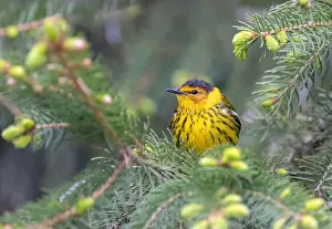Warbler Prints: Cape may warbler perched on branch in spring in Ottawa, Canada