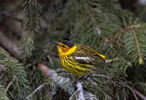 Forest Garden Prints: Cape may warbler perched on branch in spring in Ottawa, Canada
