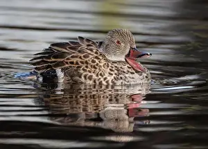 Red Eyes Prints: Cape Teal