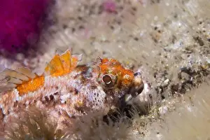 Atlantic Sea Prints: A Cape triplefin blenny fish underwater (Cremnochorites capensis) closeup side view with patterned skin and raised fins