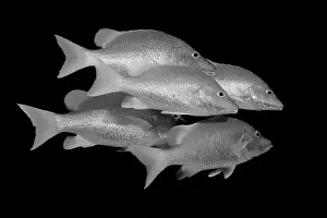 Grayscale Prints: A captivating black and white image of a group of fish swimming in synchronized formation against a dark background