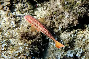 Captivating image capturing a vibrant red mullet