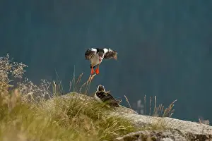 Perched Bird Prints: A captivating moment featuring two Atlantic puffins
