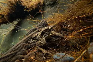 Amphibious Prints: A captivating view of Bufo bufo