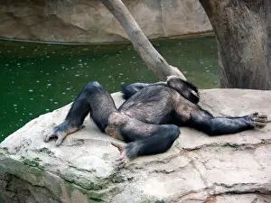 Contemplate Prints: captive bred male chimp on rock showing his genitals genitalia Chimpanzee ( Pan troglodytes )