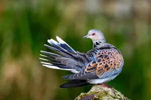 Preening Prints: A captive Turtle dove (Streptopelia turtur) preening Pensthorpe, Norfolk, England